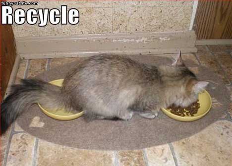 gato-reciclar