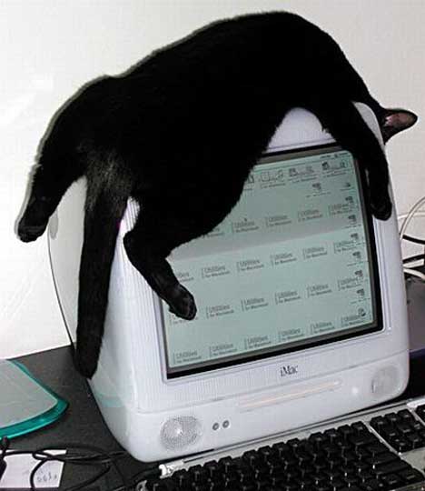 gatos-informatica2