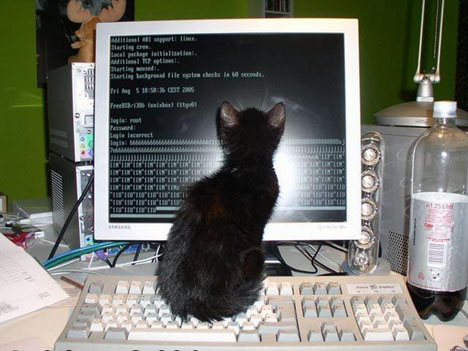 gatos-informatica4