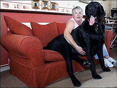 perros grandes