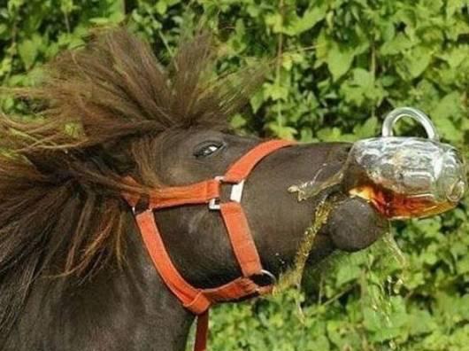 caballo borracho