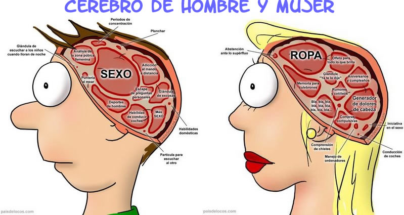 hombres y mujeres cerebros distintos