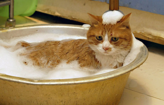 pasos para bañar a un gato