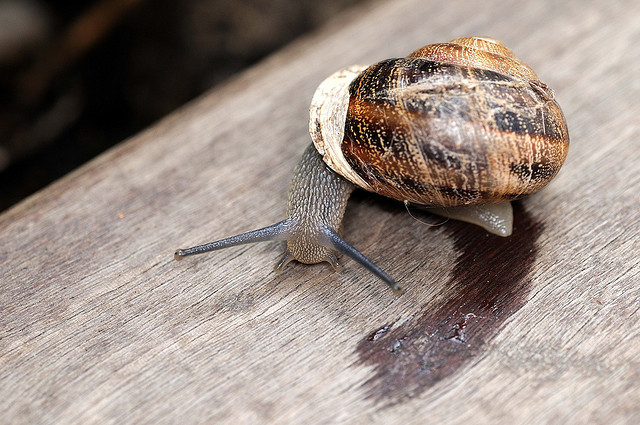 caracol derrapando