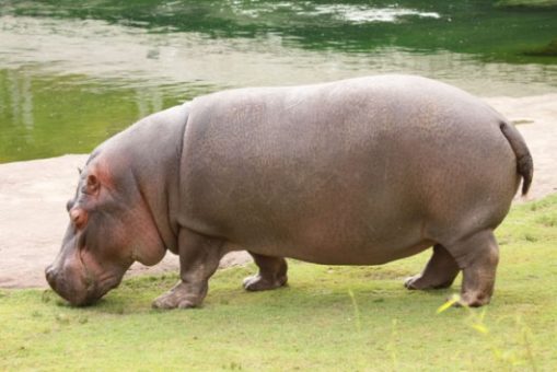 Nadie supera al pedo de un hipopótamo 2