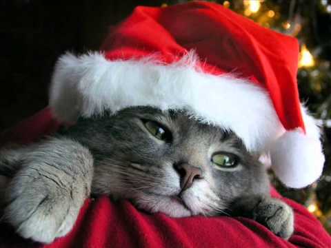 Los más divertidos videos de Navidad con animales