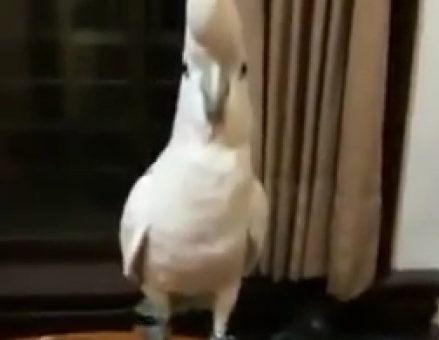 El loro que baila el Gangnam Style 1
