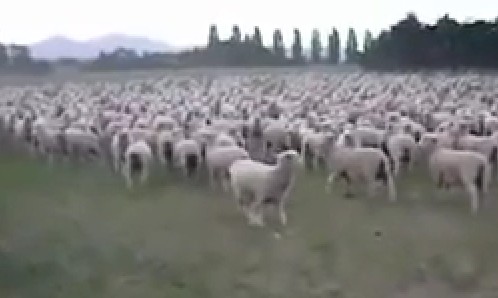 El hombre que hablaba con las ovejas 2